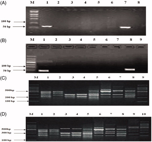 Figure 2. Comparison of PCR product of Cyt b gene segment and PCR-RAPD fingerprints from Testudinis Carapax et Plastrum, counterfeits and commercially available shells. (A) M: Marker; 1: Testudinis Carapax et Plastrum (fresh sample); 2: Ocadia sinensis; 3: Indotestudo elongate; 4: Graptemys geographica; 5: Trachemys scripta; 6: Manouria impressa; 7: Testudinis Carapax et Plastrum (dried sample); 8: Notochely splatynota. (B) M: marker; C: Testudinis Carapax et Plastrum; 1–8: Commercially available shells, A1–A8; 9: negative control. (C) M: Marker; 1: Testudinis Carapax et Plastrum (fresh sample); 2: Ocadia sinensis; 3: Indotestudo elongate; 4: Graptemys geographica; 5: Trachemys scripta; 6: Manouria impressa; 7: Notochely splatynota; 8: Testudinis Carapax et Plastrum (dried sample); 9: Marker. (D) M: marker; 1: Testudinis Carapax et Plastrum; 2–9: Commercially available shells, A1–A8; 10: Marker.Amplification of tortoise shell DNA-RAPD on agarose gel electrophoresis