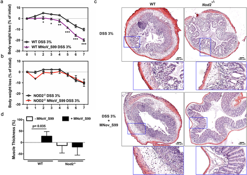 Figure 2. MNoV_S99-associated inflammation is NOD2 dependent weight loss comparison in a)- 3% DSS-induced colitis ± MNoV_S99 in WT mice (n = 6) and b)- in Nod2-/- mice (n = 6), statistical differences were determined by two-way ANOVA test, *p < 0,05, **p < 0,01, ***p < 0,001. c)- Representative images of H&E staining of colon sections from mice in a) and b). Insets showing higher magnifications are presented below each image. d)- Percentages of increase of muscle wall thickness from colon section images are plotted after baseline subtraction relatively to the values obtained from WT mice treated only with DSS (n = 6), statistical differences were determined with Student’s t-test.