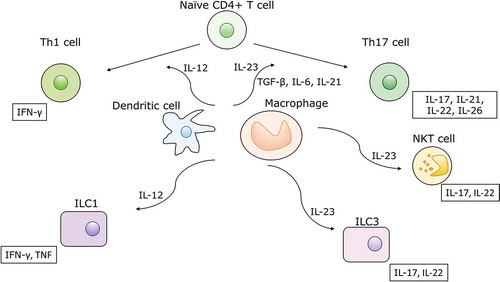 Figure 1. The biology of IL-23 and IL-12. These two cytokines are mainly synthesized by dendritic cells and macrophages. Together with transforming growth factor-β, IL-6 and IL-21, IL-23 promotes differentiation of naïve T helper cells to Th17 cells. IL-23 also stimulates group 3 innate lymphoid cells (ILCs) and invariant NKT cells, which produce similar cytokines to Th17 cells: IL-17, IL-21, IL-22 and IL-26. IL-12 promotes differentiation toward Th1 cells, producing IFN-γ. It also stimulates group 1 ILCs to produce the same cytokine.