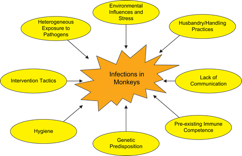 Figure 3.  Factors contributing to variable rates of bacterial infection in monkeys and correlation to human risk assessment.