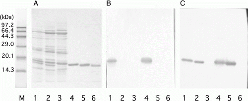 Figure 3.  Specificity of mAbs against beef myoglobin (Mb). (A) Protein staining with coomassie brilliant blue; (B) immunostaining with antibody against Peptide B (mAb 11H); (C) immunostaining with antibody against denatured Mb (mAb 11E). M: molecular weight markers. Ten micrograms each of protein extracted from beef (lane 1), pork (lane 2) and chicken (lane 3), and 1 µg each of Mbs from beef (lane 4), pork (lane 5) and chicken (lane 6) were applied to 15% agarose gels.