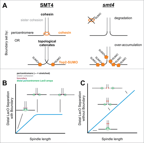 Figure 7. Summary of boundary between sister cohesion and the pericentromere. (A) The boundary could be set by cohesin or topological catenates. Loss of boundary in the desumoylation peptidase Smt4 deletion mutant occurs due to over sumoylation of either cohesin which leads to degradation or Top2 which recruits to the boundary to relieve all catenates (see discussion). (B) The boundary between sister cohesion and the pericentromere ensures tension is focused to the pericentromere and kinetochore. (C) Upon loss of the boundary more chromatin comes into the spindle (see red mark on sister cohesion chromatin move into the spindle) and tension is dispersed across more chromatin not allowing for proper transduction of force through the pericentromere to the kinetochore.