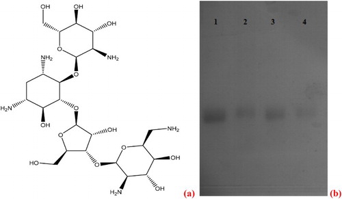 Figure 2. (a) Paromomycin chemical structure. Any of its five amino groups and eight hydroxyl groups can be used to link the PR molecule to a protein or carbohydrate carrier. (b) Polyacrylamide gel electrophoresis image of paromomycin-BSA conjugates. 1- BSA standard, 2- PR-GDA-BSA/150:1, 3- PR-GDA-BSA/120:10:1, 4- PR-GDA-BSA/40:1.