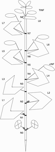 Figure 1. Schematic drawing of plant architecture. Numbers indicate sequential metamer development. N, node; L, leaf; +INF, first inflorescence; TINF, terminal inflorescence cluster. Crossed ovals represent cotyledons; grey ovals, axillary buds; blank ovals, inflorescences.