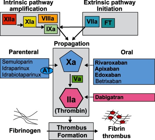 Figure 1 New anticoagulants and their targets in the coagulation cascade.*