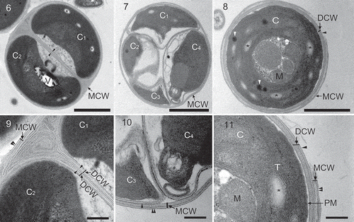 Figs 6–11. Pseudochloris wilhelmii, transmission electron micrographs of SAG 55.87 during autosporulation. C, chloroplast; DCW, daughter cell wall; M, mitochondrion; MCW, mother cell wall; PM, plasma membrane; T, thylakoid; V, vacuole. Single and double black arrowheads indicate the outer trilaminar layer of the cell wall of the daughter cell and of the mother cell, respectively. Asterisks indicate starch grains, white arrowheads show plastoglobuli. C1, C2, C3 and C4 correspond to the chloroplasts of the different daughter cells within the sporangium. 6. Mother cell with two autospores. 7. Mother cell with four autospores. 8. A daughter cell at a late phase of autosporulation. 9. A close-up from Fig. 6, showing the structure of the mother cell wall and the developing daughter cell walls. The daughter cell wall has a fine trilaminar layer and a firm granulo-fibrillar inner layer. 10. A close-up from Fig. 7, showing the structure of the mother cell wall and the developing daughter cell walls. At this stage, the daughter cell wall has only a fine trilaminar layer. 11. A close-up from Fig. 8, showing the rupture of the mother cell wall. Scale bars = 1 µm (Figs 6–8) and 0.2 μm (Figs 9–11).