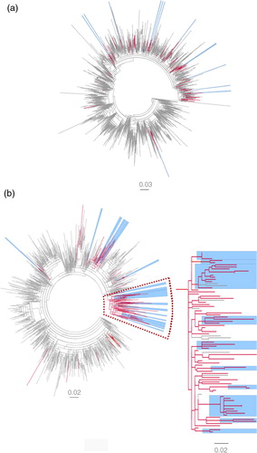 Fig. 2 Maximum likelihood phylogenetic analysis of NS5B sequences of subtype 1a and 3a. (a) Subtype 1a and (b) subtype 3a and a zoom-in of a large non-supported cluster N=74 (aLRT-SH=0.8), including 10 of 17 3a D-county clusters (five dyads and five networks with high statistical support (aLRT-SH >0.85). The tree is displayed as midpoint rooted. Branches in red denote Swedish sequences from D-county– 1a: N=122 (2002–2009), N=23 (1991–2001), and 3a: N=115 (2002–2009), N=25 (1991–1999). Branches in gray denote all overlapping reference sequences from GenBank (1a: N=2493 and 3a: N=998) originating from 38 and 32 countries, respectively, worldwide. The Swedish D-county clusters: dyads (two sequences) and networks (3–10 sequences) are highlighted in blue (SH-aLRT >0.85).