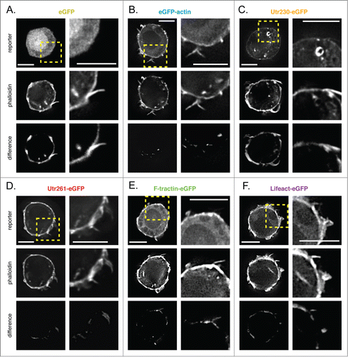 Figure 4. Comparison of live-cell actin probes and phalloidin in DrosophilaS2 cells on PDL. Comparison of Alexa 564 phalloidin localization and eGFP actin reporters in fixed S2 cells on PDL stably expressing (A) eGFP, (B) eGFP-actin, (C) Utr230-eGFP, (D) Utr261-eGFP, (E) F-tractin-eGFP and (F) Lifeact-eGFP. Scale bars indicate 5 microns.