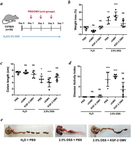 Figure 6. OMVs containing KGF-2 ameliorate DSS-induced colitis in mice. (a) Groups of mice were provided with drinking water with or without 2.5% (w/v) DSS for 7 days. On days 1, 3 and 5 mice were orally gavaged with either PBS, naïve OMVs or OMVs containing KGF-2. (b) Percent weight loss at day 7. (c) Colon length at day 7. (d) Disease Activity Index (DAI) at day 7. (e) Representative images of colons. Data expressed as mean ± SD (n = 5). Statisitical analysis was performed using one-way ANOVA with Tukey’s multiple comparison tests. Mice gavaged with PBS and receiving regular drinking water were considered as the reference group for statistical analysis. ns, not significant; *P < 0.05; **P < 0.01; ***P < 0.001.