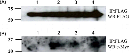 Fig. 6. Co-immunopreciptation of various c-Myc-tagged unstable mutant lysozymes and FLAG-tagged soluble Cne1p.Notes: After immunoprecipitation with anti-FLAG antibody, western blotting was performed using anti-FLAG (A) or anti-c-Myc antibody (B) antibody. Lane 1, soluble Cne1p + G49N lysozyme; lane 2, soluble Cne1p + G49N/D66H lysozyme; lane 3, soluble Cne1p + G49N/C76A lysozyme; lane 4, soluble Cne1p + K13D/G49N lysozyme.