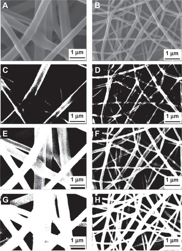 Figure 5 Various binary images with different thresholds for PVA and PVA/chitosan samples. (A) and (B) original images; (C) and (D) binary images with threshold 1; (E) and (F) binary images with threshold 2; (G) and (H) binary images with threshold 3.