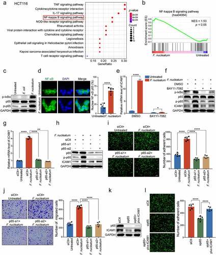 Figure 4. F.nucleatum upregulates ICAM1 expression through the activation of NF-κB signaling pathway. (a) KEGG pathway analysis of a total number of 503 genes upregulated with significant difference in RNA-sequencing. (b) GSEA showed the differentially expressed gene cluster related to NF-κB signaling pathway in HCT116 cells with or without F. nucleatum treatment. (c) Western blot analysis of phospho-IκBα, NF-κB subunit p65 and phospho-p65 in HCT116 cells treated with F. nucleatum, E. coli or PBS control. (d) Immunofluorescence assay of NF-κB p65 distribution in the indicated HCT116 cells. Cells were stained with specific antibody against p65 (green), and the nuclei were counterstained with DAPI (blue). Scale bar, 20 μm. (e-f) HCT116 cells were co-cultured with F. nucleatum or PBS control, and then treated with NF-κB inhibitor, BAY11-7082. Quantitative RT-PCR (e) and Western blot analysis (f) were performed. (g-h) HCT116 cells were transfected with two siRNAs targeting p65, and then co-cultured with F. nucleatum or PBS control. Quantitative RT-PCR (g) and Western blot analysis (h) were performed. (i-j) Adhesion assay (i) and migration assay (j) of HCT116 cells with indicated treatments. The migrated cells were observed at 18 hours. Scale bar, 100 μm. (k-l) P65-depleted HCT116 cells transfected with the indicated plasmids were applied for Western blot analysis (k) and adhesion assay (l). Scale bar, 100 μm. Data are shown as mean ± SD. * P < .05, ** P < .01, **** P < .0001, by Student’s t test.