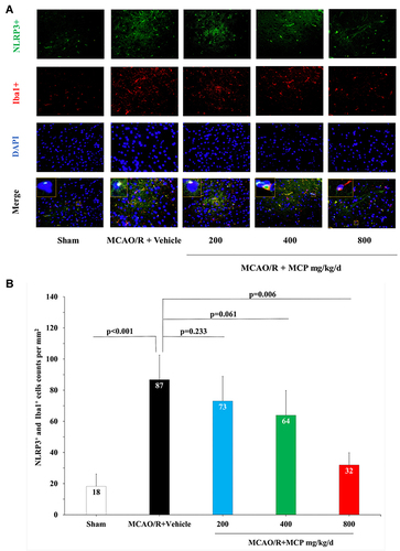 Figure 6 MCP treatment reduced the co-expression of NLRP3 inflammasome and microglia in C57BL/6J mice at 1 day after MCAO/R operation. (A) Representative double immunofluorescence staining images of cerebral cortex with NLRP3 (green) and Iba1 (microglia, red), counterstained with DAPI, n=3 per group, scale bar: 50μm. (B) Quantification of merged cells in the ischemic penumbra. MCAO/R indicates middle cerebral artery occlusion/reperfusion; MCP, modified citrus pectin; NLRP3, NOD-like receptor 3. Data are mean ± standard deviation, and n=3 per group.