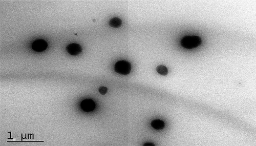 Figure 3. Transmission electron microscopy images of anthocyanin microemulsion (200 nm).