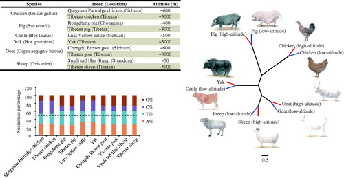 Figure 1. Characteristics and phylogenetic analysis of mitogenome in five high-altitude species and their low-altitude relatives. (a) Detailed information of animals and geographical locations. b. Base content of mitochondrial genome across five species. c. Neighbor joining tree of five species, based on complete mtDNA sequences (Accession numbers: MG837547-MG837556); red branches denote high-altitude animals, and blue branches denote low-altitude animals.