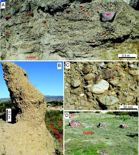 Figure 4. Pleistocene fan deposits at Springvale mine site. Clast types: S, schist; MC, metachert schist; G, greywacke; Sil, silcrete. A, Late Pleistocene gravel remnant, with loess horizon. B, Middle Pleistocene gravel remnant resting on the Bannockburn Formation (BF) unconformity. C, Close view of Middle Pleistocene gravel. D, Bannockburn Formation unconformity exposed where gravel has been stripped during mining, leaving large remnant boulders of silcrete and schist among finer gravel tailings.