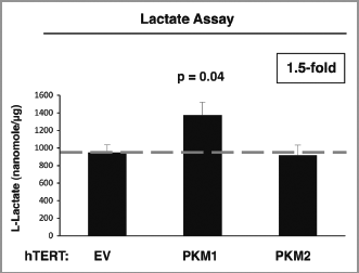 Figure 3 PKM1 induces increased lactate production in fibroblasts. EV, PKM1 or PKM2 fibroblasts were grown for 48 h in media supplemented with 2% FBS. Then, the media was collected and subjected to a biochemical analysis to determine lactate content. The graph shows that PKM1 overexpressing fibroblasts display a 1.5-fold increase in lactate secretion, as compared with control empty vector (EV) cells. In contrast, PKM2 overexpressing fibroblasts show similar lactate production as control cells. p = 0.04.