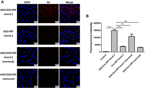 Figure 3 The targeting capability of ANG-Exo-RIF in vitro. (A). Bend.3 cells and astrocyte cells were treated with ANG-Exo-RIF and Exo-RIF. Blue: nucleus stained by DAPI. Red: exosomes dyed by DiI. (B). Mean fluorescence intensities of different groups according to flow cytometric results, each bar represents the mean ± SD of three replicates. **Means p < 0.01, ***Means p < 0.001.