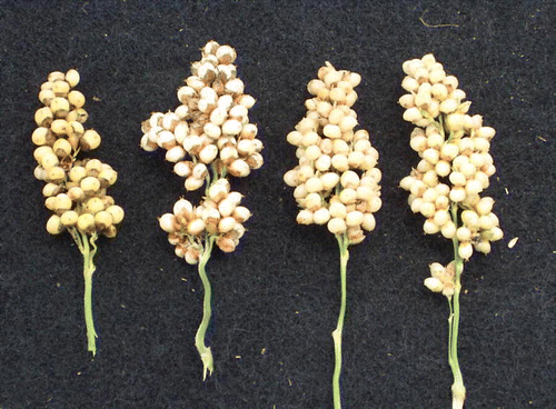 Figure 3.  Glume color in food-grade sorghum varieties can vary from dark brown or black (left) to tan or straw color (right). Varieties with tan or straw colored glumes generally are preferred by processors.