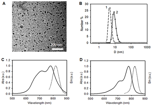 Figure 1 Characterizations of the synthesized ICG-HSA NPs. (A) TEM image of the synthesized ICG-HSA NPs; (B) Size distribution of ICG-HSA NPs measured by DLS (1 - HSA protein, 2 - ICG-HSA NPs); (C) Absorption and emission spectra of ICG in PBS. The spectra were normalized at the maximum absorption and emission; (D) Absorption and emission spectra of ICG-HSA NPs. The spectra were normalized at the maximum absorption and emission.