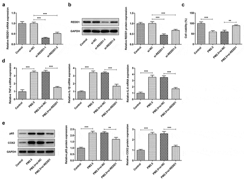 Figure 2. REDD1 inhibition ameliorates PM2.5-induced viability damage and inflammatory response in BEAS-2B cells