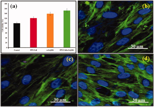 Figure 3. (a) Viability assay of human dermal fibroblasts cell on different nano-mats using MTT assay. CLSM picture of human dermal fibroblasts cell incubated on (b) control, (c) PPY/Coll and (d) PPY/Coll/n-Sr@BG.