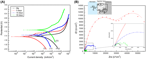 Figure 2. (A) Potentiodynamic polarization curves and (B) Nyquist plots of electrochemical impedance spectroscopy data after immersion for 5, 15 and 30 days in EBSS.