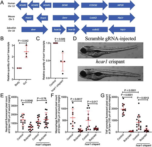 Figure 4. Characterization of zebrafish hydrocarboxylic acid receptor 1 and responsiveness to butyrate. (a) Synteny diagram illustrating HCAR1 in a conserved region of human chromosome 12, mouse chromosome 5, and zebrafish chromosome 10. (b) Quantification of hcar1 expression in dissected gut and body of zebrafish embryos. Each dot represents a biological replicate of at least 10 embryos. (c) Quantification of hcar1 expression in 5 dpf embryos injected with hcar1-targeting Crispr-Cas9 complexes. Each dot represents a biological replicate of at least 10 embryos. (d) Morphology of the control and crispant embryos. Scale bar represents 100 µm. (e) Quantification of neutrophil area at 6 hpw in control and crispant embryos exposed to butyrate by immersion. (E) Quantification of macrophage area at 6 hpw in control and crispant embryos exposed to butyrate at 6 hpw. (f) Total tnfa promotor-driven fluorescent area at the wound site at 24 hpw.