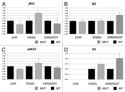 Figure 4. Real time PCR results for flavanone 3-hydroxylase1 (A) liguleless1 (B) yabby15 (C), and colored plant1 (D). Transcript abundance was measured in leaf, tassel and ear shoot of mop1–1/mop1–1 mutant (MUT) and wild type MOP1/MOP1 (WT) plants using ubiquitin as an endogenous control. Relative quantification (Rq) values were averaged for three replicates of mop1–1 samples for each tissue type, and compared with the average value for three replicates of wild type samples (set at 1 for each tissue type). The averaged Rq values are plotted on the y-axis. Error bars represent standard error for the averaged Rq values.