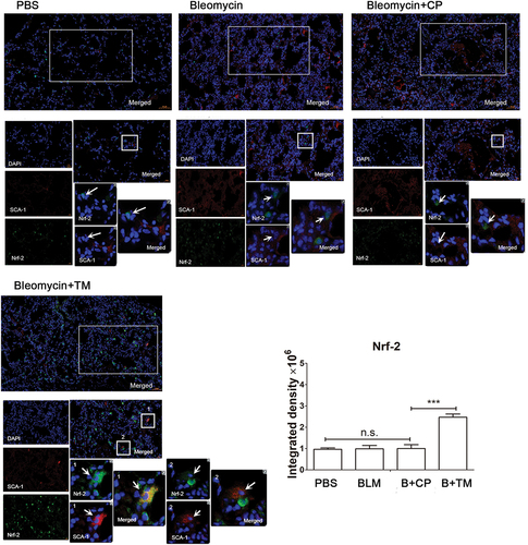 Figure 7. The Tocilizumab mimotopes increased the expression of nrf-2 whole lung tissues the tissue sections were incubated with anti-sca-1 and anti-nrf-2 antibody and followed by Alexa Fluor 488 and 594-conjugated secondary antibody. Representative images were captured with a microscope (×200–400 magnification, presented bar: 50–20 μm). Each image of immunofluorescence was acquired at the same adjustment parameters. Red (SCA-1): black (5.0) gamma (0.1) white (40.0). Green (nrf-2): black (5.0) gamma (0.5) white (150.0). The results showed that immunization with the Tocilizumab mimotopes increase the expression of nrf-2 in the whole lung tissues. The increased nrf-2 could be observed in the fibroblasts (Representative image, n = 6 mice per group. Mean ± SEM; ***p < .001; **p < .005; *p < .05; n.S. non-significant; Representative image, n = 6 mice per group).