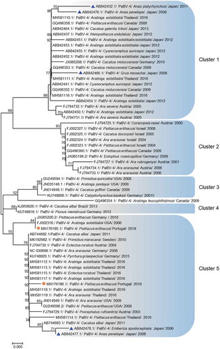 Figure 5. Phylogenetic relationships between PaBV-4 genotypes identified in the present study and PaBV-4 detected in wild birds as in pet parrots, regarding N gene. The evolutionary history was inferred using the Neighbor-Joining method [Citation21]. The confidence probability was estimated using the bootstrap test (1000 replicates) and is shown above the branches [Citation22,Citation23]. The tree is drawn to scale, with branch lengths in the same units as those of the evolutionary distances used to infer the phylogenetic tree. The evolutionary distances were computed using the Kimura two-parameter method [Citation24] and are in the units of the number of base substitutions per site. The analysis involved 60 nucleotide sequences. All positions containing gaps and missing data were eliminated. There was a total of 163 positions in the final dataset. Evolutionary analyses were conducted in MEGA7 [Citation20]. Sequences identified by GenBank® accession numbers, abbreviation name of virus and its hosts, year and geographic origin of sampling. PaBV-4 = parrot bornavirus 4. The sequences marked with a circle were produced during this study and triangles marked nucleotide sequences identified from wild birds.