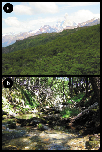 Figure 2. Habitat of Alsodes coppingeri near to Lago del Desierto (see text). (a) Overview of the temperate forests dominated by Nothofagus pumilio on mountain slopes up to about 1000 m, and (b) breeding site inside the forest.