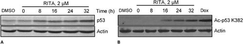 Figure 2. RITA stimulates p53 protein expression in a time-dependent fashion. NALM-6 cells were treated with RITA 2 μM and cells were harvested at different times. Total cell lysates were prepared and protein was quantified by Bradford’s assay. Equal amount of solubilized protein (40 μg) was electrophoresed on a 10% SDS-PAGE gel and transferred electrophoretically onto a nitrocellulose membrane. The blots were incubated with the anti-p53 DO-I (A) and anti-acetylated p53 (B) antibodies separately.