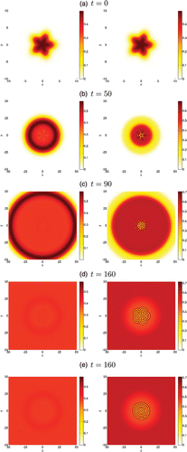 Figure 8. 2D pattern emerging from the go-or-grow travelling wave in circular geometry. We present the spatio-temporal evolution of the motile population ρ1 (left column) and proliferating population ρ2 (right column) evolving over a 2D domain. The density level is given by the colour bar to the right of each figure. The initial stellar condition is given by Equations (Equation14) and shown in (a). Plots (b) to (d) show the dynamics of the initially perturbed front at several later times. For direct comparison with (d), plot (e) shows the solution at time t=160 obtained by using the unperturbed front (i.e. no transverse perturbation in Equation (Equation14)) as the initial condition.