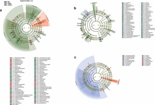 Figure 3. Cladogram showing differentially abundant gut microbiota among healthy individuals and patients with CTSCI and ITSCI. (a) LEfSe cladogram between healthy individuals and patients with CTSCI. (b) LEfSe cladogram between healthy individuals and patients with ITSCI. (c) LEfSe analysis between patients with CTSCI and ITSCI. †CTSCI, complete thoracic spinal cord injury; ITSCI, incomplete thoracic spinal cord injury; HC, healthy control