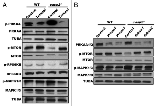 Figure 7. Role of ROS as an upstream event to AMPK, MTOR, and MAPK1/3 in the CASP2-mediated modulation of autophagy. (A) WT and casp2−/− MEFs were treated in the presence or absence of Tempol for 48 h and cell lysates were prepared. Western blotting was performed to detect the phosphorylation status of PRKAA, MTOR, RPS6KB, and MAPK1/3 vs. total in WT and casp2−/− MEFs. The same blots were reprobed for tubulin, α (TUBA) that served as a loading control. (B) WT and casp2−/− MEFs were transfected with siRNAs specific for the catalytic Prkaa1 and Prkaa2 subunits of Prkaa. The representative western blot demonstrates the efficiency of siRNA-mediated downregulation of PRKAA1 and PRKAA2, phosphorylation status of PRKAA, MTOR, RPS6KB, and MAPK1/3 vs. total in WT and casp2−/− MEFs. Shown are the representative blots; the experiment was repeated at least 3 times.