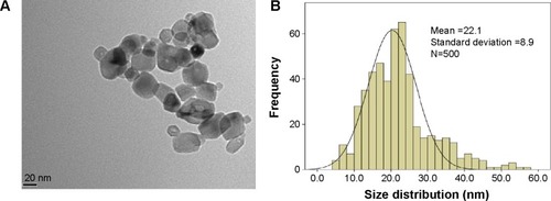 Figure 1 Characterization of TNPs by TEM.Notes: Particle shape was analyzed by TEM (A) and the size distribution in the test media were evaluated by ImageJ software (B).Abbreviations: TNPs, titanium dioxide nanoparticles; TEM, transmission electron microscope.