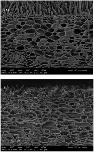 FIGURE 2 Longkong pericarp ultrastructural changes on zero day (a) and 12th day (b) of storage at 18°C (85% RH).