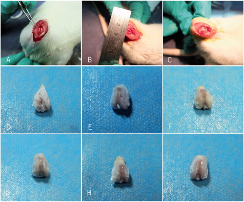 Figure 4. Animal experiments and general observation of the knee joints. (A–C) Cartilage defect model making of SD rats and repair with resveratrol-loading PLA/Gelatine 3D nanofibre scaffolds. (D–I) The knee joint of groups A–E and sham group.