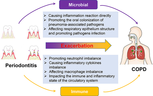 Figure 2 The potential mechanisms by which periodontitis affected COPD. Periodontitis promotes COPD progression mainly through causing imbalances in the microbial community and immune system.