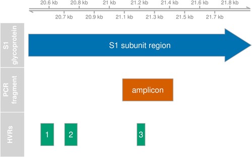 Figure 1. Position of PCR fragment. Genomic feature plot showing the relative positions of the region coding for the S1 glycoprotein, the hypervariable regions (HVR) and the amplified PCR fragment. The scale at the top shows the nucleotide position on the Beaudette reference genome.