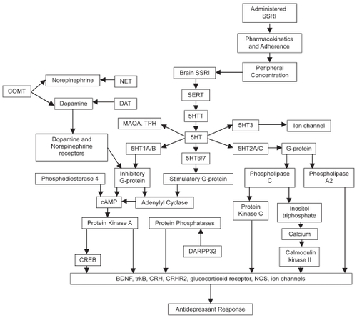 Figure 1 Potential cascade of events mediating and moderating SSRI effects. Used with permission from Adis International (CitationLotrich and Pollock 2005).