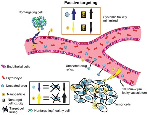 Figure 2 Passive targeting of nanoparticles to tumor cells according to tumor vasculature and size characteristics. Passive targeting of nanoparticles: nanoparticles (in yellow) concentrate to tumor sites taking advantage of leaky vasculature and diminished lymphatics. Tumor angiogenesis is torturous and aberrant with gap sizes of 100 nm–2 μm. Nanocarriers because of their small size can thus accumulate in tumor interstitium minimizing systemic toxicity and enhancing tumor cell killing. Free or uncoated anticancer drugs (blue) lack this advantage accounting for serious side effects due to extravasation to healthy cells and reflux at target sites. Yellow arrows indicate the extravasation of nanocarriers to the tumor site (indicated with thickened arrows, in addition, to represent higher biodistribution). Blue arrows indicate the extravasation of the uncoated drug to the nontargeting site rendering systemic toxicity, which is further thickened to symbolize higher concentration of the uncoated drug.