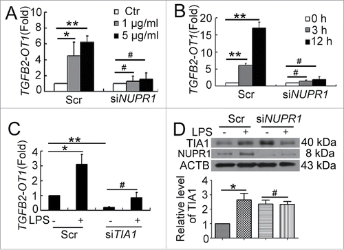 Figure 3. NUPR1 and TIA1 were involved in regulation of TGFB2-OT1 level. qPCR analysis of TGFB2-OT1 mRNA levels in HUVECs subjected to scrambled siRNA (Scr) or NUPR1 siRNA (siNUPR1, 40 nM) for 24 h, then exposed to LPS at various concentrations for 3 h (A) or treated with 1 μg/ml LPS for 3 or 12 h (B). (C) qPCR analysis of TGFB2-OT1 mRNA levels in HUVECs subjected to scrambled siRNA (Scr) or TIA1 siRNA (siTIA1, 40 nM) for 24 h, then treated with 1 μg/ml LPS for 6 h. (D) Western blot analysis of the TIA1 protein level in HUVECs subjected to scrambled siRNA (Scr) or NUPR1 siRNA (siNUPR1, 40 nM) for 24 h, then exposed to 1 μg/ml LPS for 6 h. *, P < 0.05; **, P < 0.01; #, P > 0.05; n = 3.