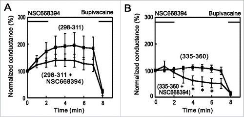 Figure 5. Additive effects of ezrin and Mtap2 on the run-up of the TREK-1c current. (A) A whole-cell patch-clamp was made from TR-1 cells with internal solution containing 10 µM TREK-298–311, which corresponds to the binding site with AKAP150. NSC668394 (100 µM) was applied immediately after the first recording. The effects of the co-application of NSC668394 and TREK298–311 were similar to those of NSC668394 alone (compare with Fig. 4A). (B) The co-application of NSC668394 with TREK-335–360, which corresponds to the binding site with Mtap2, diminished the TREK-1c current. Conductance was significantly lower than that of TREK-335–360 alone (* p < 0.05, the Student's t-test, n = 7). This result suggests the additive involvement of Mtap2 and ezrin in the run-up.