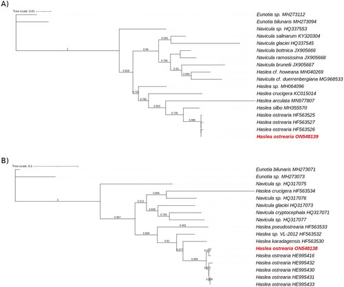 Figure 3. Maximum likelihood phylogenetic trees inferred from COX1 and rbcL genes from diatoms genus.The phylogenetic trees was performed with, respectevily, Haslea ostrearia (in red) and 16 to 18 other diatom chloroplastic gene rbcL (A) and mictochondrial gene COX1 (B). Numbers near the nodes indicate bootstrap support values. The accession number associated with each gene is listed next to the species name. Eunotia species were used as external species. NGPhylogeny.fr pipeline was used to generate these phylogenetic trees.