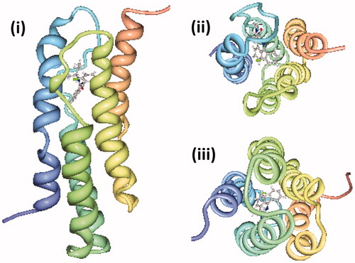 Figure 7. NMR structure of the mitochondrial translocator protein with high affinity ligand determined in d38-DPC micelles. The NMR structure of the mitochondrial translocator protein with high affinity ligand 1-(2-chlorophenyl)-N-methyl-N-(1-methylpropyl)-3-isoquinoline-carboxamide (PK11195) determined in d38-DPC micelles (Jaremko et al., Citation2014) is shown as a side view (i), viewed from the cytoplasm (ii) and viewed from the intermembrane space (iii) with the N-terminus in blue and C-terminus in red, which were drawn using PDB file 2MGY and PDB Protein Workshop 3.9 (Moreland et al., Citation2005). This Figure is reproduced in colour in the online version of Molecular Membrane Biology.