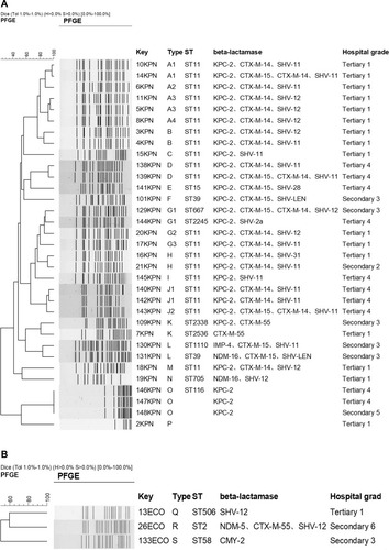 Figure 1 DNA fingerprints and β-lactamases distribution of K. pneumoniae isolates (A) and E. coli isolates (B).