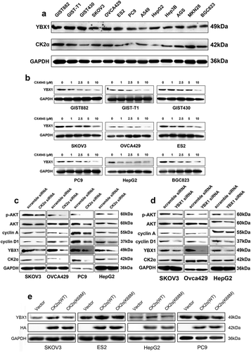 Figure 1. The regulatory role of CK2α on expression of YBX1. (a). Immunoblotting assessment of CK2α and YBX1 in cancer cell lysates, including gastrointestinal stromal tumors (GIST882, GIST-T1, and GIST430), ovarian cancer cell lines (SKOV3, OVCA429, and ES2), non-small cell lung cancer cell lines (PC9 and A549), liver cancer cell lines (HepG2 and Hep3B) and gastric cancer cell lines (AGS, MKN28, and BGC823).(b). Expression of YBX1 was assessed by immunoblotting after treatment with the CK2 inhibitor CX4945 for 48 h. (c). Expressions of YBX1, p-AKT, AKT, cyclin A, and cyclin D1 were evaluated by immunoblotting after the transfection with CK2α siRNA for 72 h in ovarian cancer cell lines (SKOV3 and OVCA429), non-small cell lung cancer cell lines (PC9) and liver cancer cell lines (HepG2). (d). Immunoblotting evaluation of CK2α, p-AKT, AKT, cyclin A, and cyclin D1 after the transfection with YBX1 siRNA for 72 h in ovarian cancer cell lines (SKOV3 and OVCA429) and liver cancer cell lines (HepG2). (e). Immunoblotting evaluation of YBX1 expression after the transfection with wild-type CK2α overexpression vector HA-CK2α or kinase-dead mutation HA-CK2α (K68M) for 72 h in ovarian cancer cell lines (SKOV3 and ES2), non-small cell lung cancer cell lines (PC9) and liver cancer cell lines (HepG2).