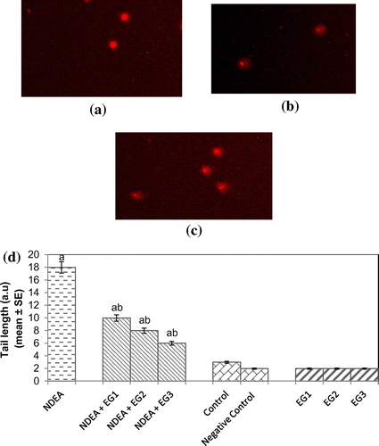 Figure 10. (a) Control, (b) treated with NDEA (0.1 mg/ml), and (c) Rats exposed to 0.1 mg/ml of NDEA along with 15 mg/ml of epigallocatechin gallate (d) Comet tail length in rat blood lymphocytes after 21 days of treatment of rats with NDEA alone, or together with different amounts of epigallocatechin gallate.